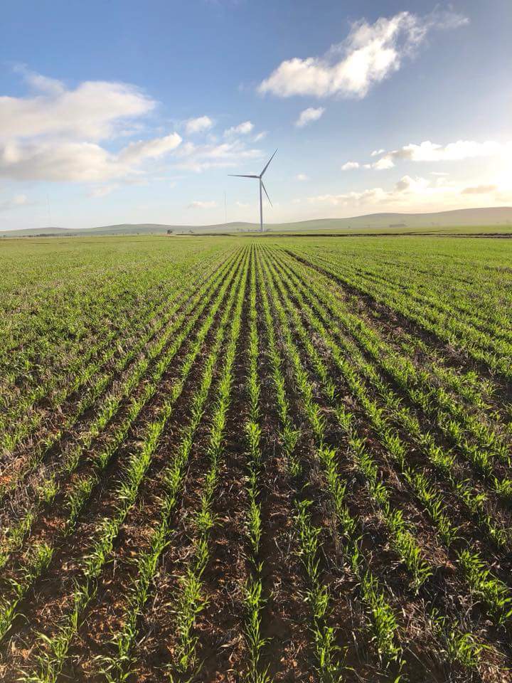 greenprojectorg's tweet image. Wind flowers grow out of fields of crops. The #Hornsdale #WindFarm, north of #Jamestown, South Australia, consists of 99 wind #turbines with a generation capacity of 315 #megawatts (422,000 hp). The plant is owned and operated by #Neoen. @greenprojectorg has been here.