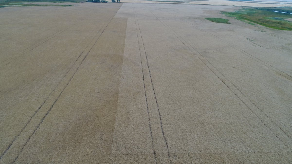 Hail came through last night. Pretty distinct difference between L233P and L252. Big loss on non pod shatter canola <a href="/shildeb8/">Scott Hildebrand</a>