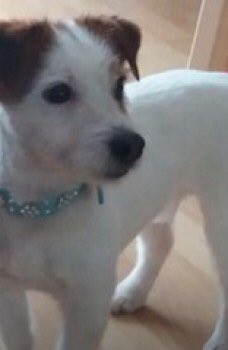 JESS #JRT #CheethamHill #M8 
A 92 YR OLD LADIES DOG 
this is similar dog 🐶 
‼️I hope Jess is home soon‼️

Lost: Tan And White Jack Russell Terrier Female In North West (M8) doglost.co.uk/dog-blog.php?d…