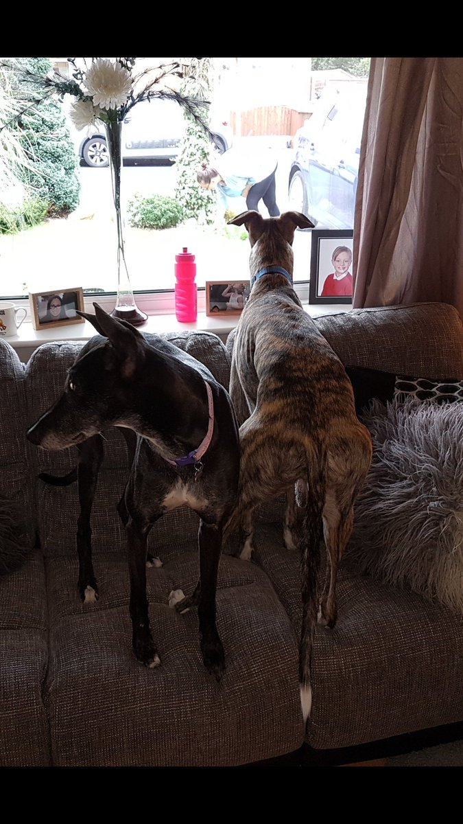 sinicklin's tweet photo. Can I please sit down dogs ?
#lostmyspot
@MakantsGreys https://t.co/PsVjuL8Zfk