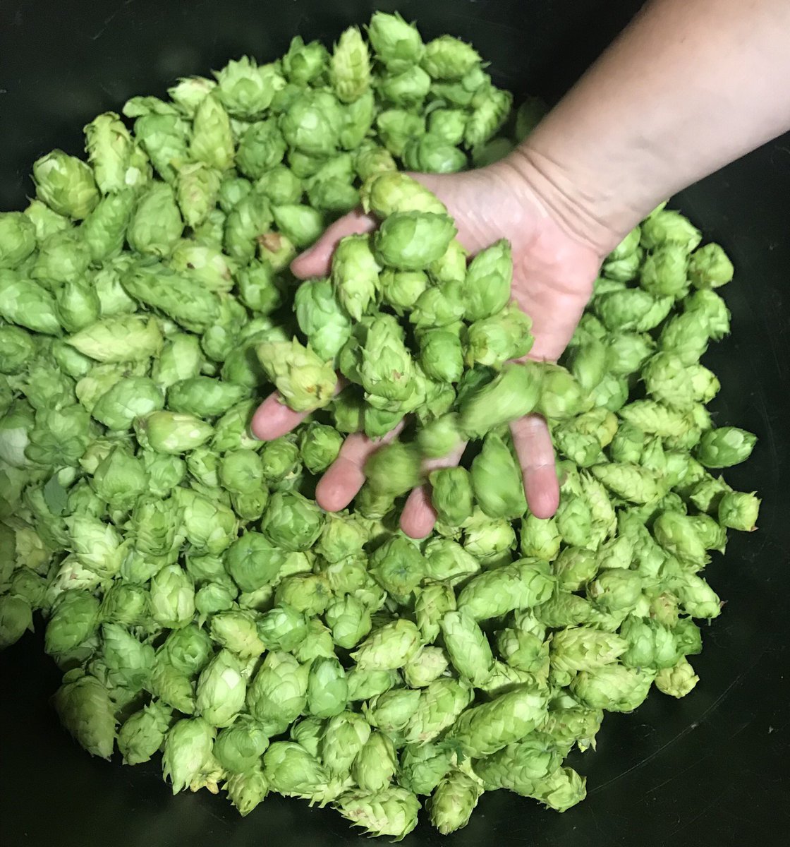 galicianbrew's tweet photo. Xa ven a colleita!
#curuxa #lúpulopropio #oruralexiste https://t.co/eQSm54Pg66