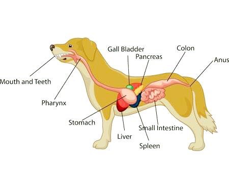 petmedella's tweet photo. Anatomy of a dog....sometimes we need to take a deeper look to get at the root of a health concern.
#homehealthtest #petmedella #healthypets #doglover #doghealth #dogwellness https://t.co/gJyC6ds38g