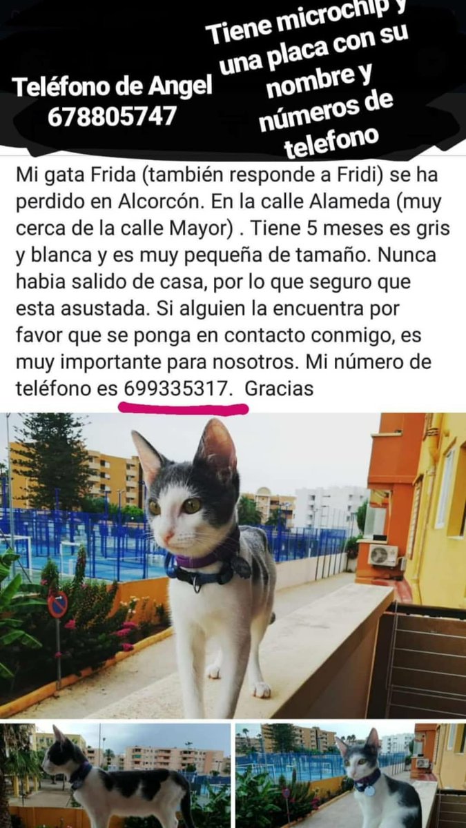 Juncal__2's tweet photo. Es muy importante para nosotros, si la veis ayudarnos a que vuelva a casa porfavor😔 @PoliciaAlcorcon @PCivil_Alcorcon https://t.co/G7fL5H8kpn