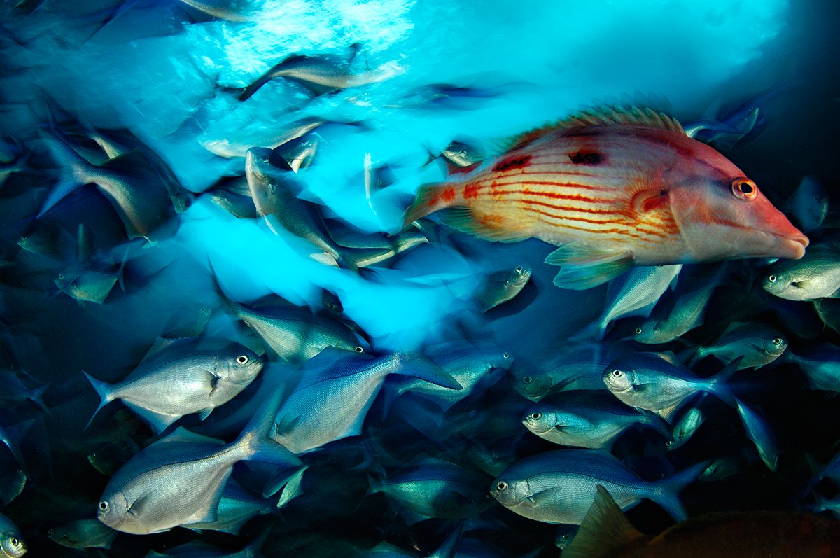 VikkiSpruill's tweet photo. Live blue. Protect our oceans.
#HowYouCanHelpIn5Words https://t.co/FpsCyY76k0