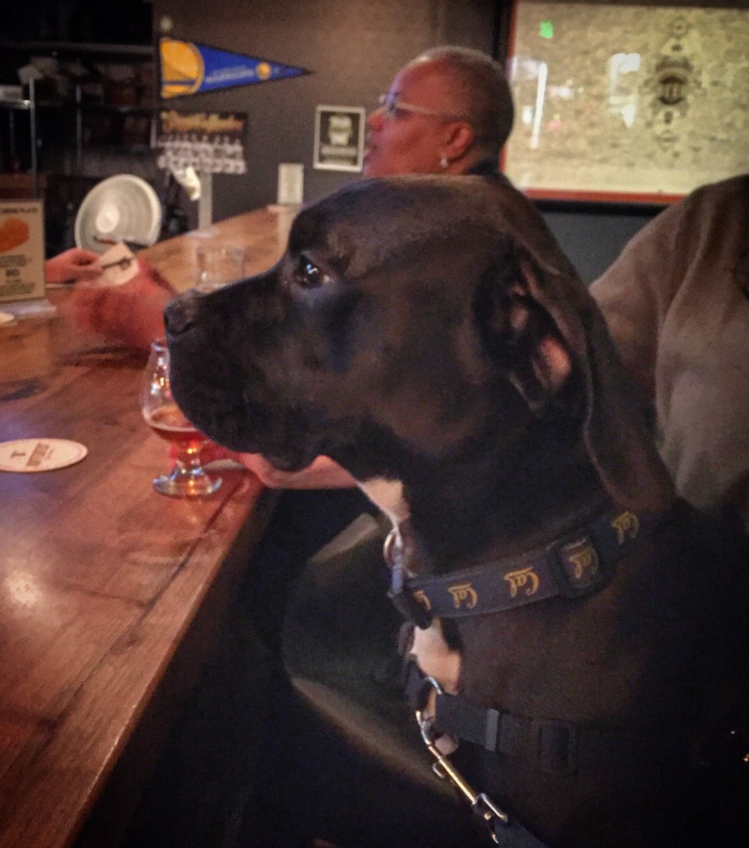 TheGoodHop's tweet photo. “Excuse me bartender, I’m waiting patiently for my treat, it’s been a whole 5 minutes since the last one.”
-Barney, every day.
We love our furry friends at #TheGoodHop! Oh & It’s Monday, & Mo is cookin’ up some homemade chicken tikka masala for the potluck tonight. #cheers! 🍻 https://t.co/u08bkltjhp