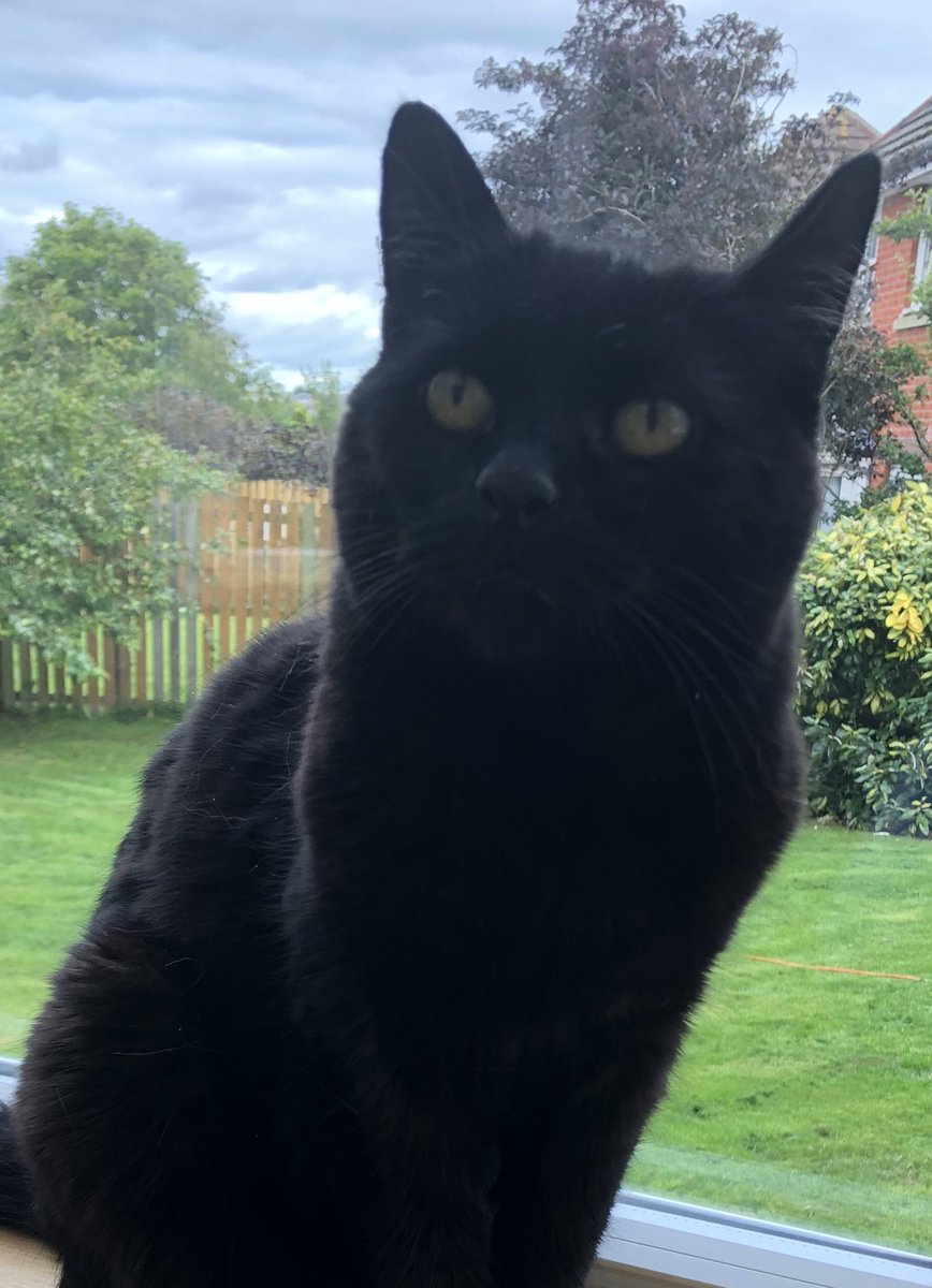 heydon cat rescue