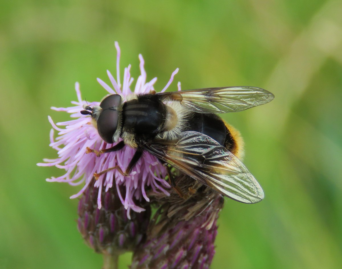 StevenFalk1's tweet photo. Here are four of the best bee-mimicking hoverflies of Wytham Woods. It is a great site for seeing these, though some are pretty scarce: Eriozona syrphoides, Mallota cimbiciformis, Criorhina ranunculi and Criorhina berberina. https://t.co/kfNqpvAgUh