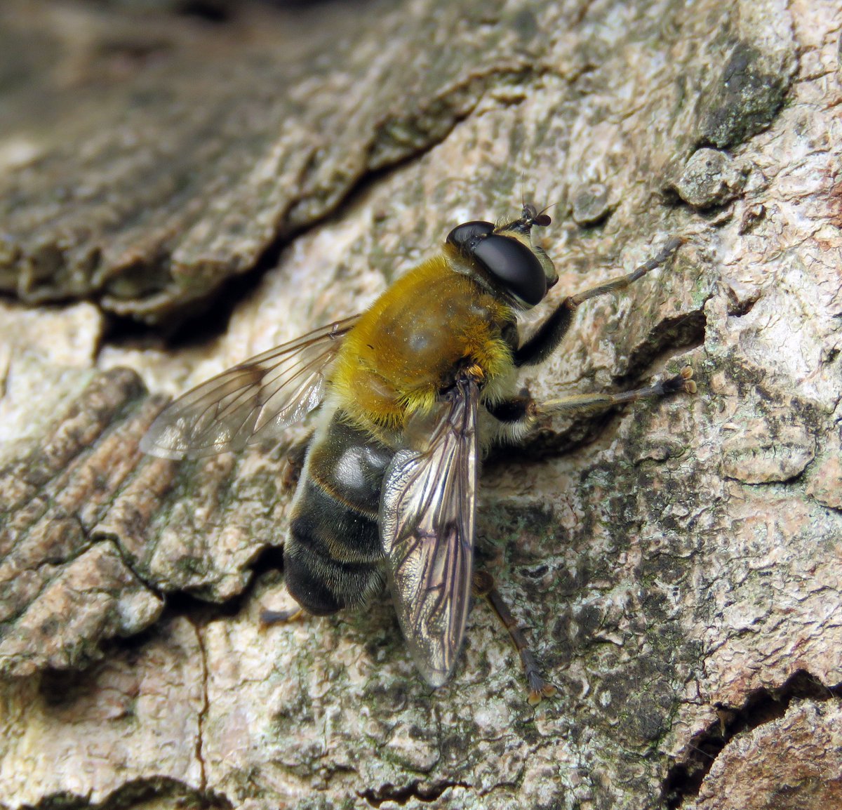 StevenFalk1's tweet photo. Here are four of the best bee-mimicking hoverflies of Wytham Woods. It is a great site for seeing these, though some are pretty scarce: Eriozona syrphoides, Mallota cimbiciformis, Criorhina ranunculi and Criorhina berberina. https://t.co/kfNqpvAgUh