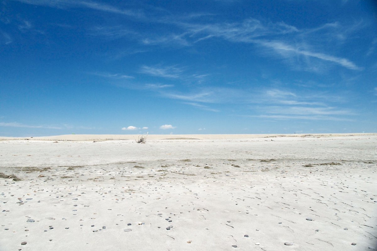 #夏の夜の写真部
#ココロオークション
#向日葵
#中田島砂丘
#浜松