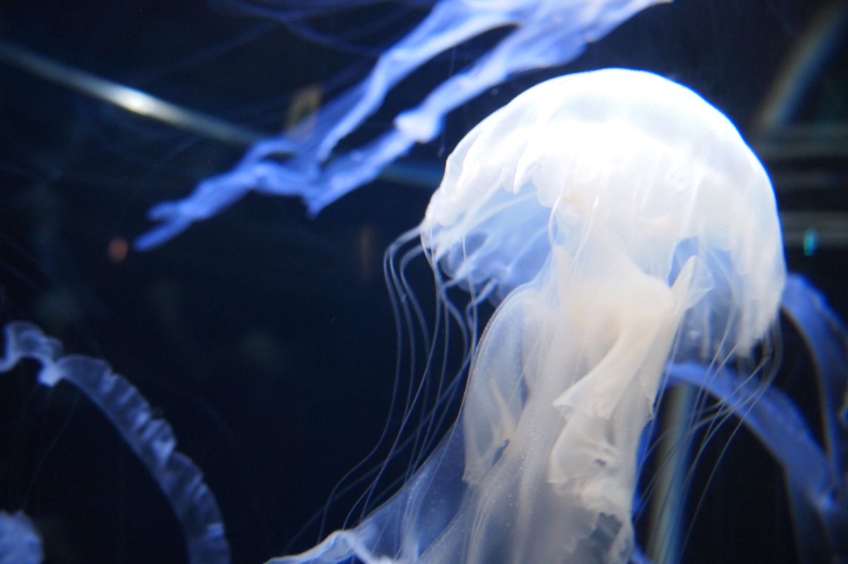 #夏の夜の写真部 
#向日葵
#ココロオークション