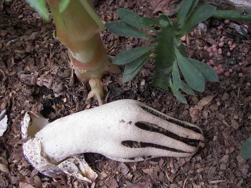 見たら悲鳴をあげちゃうかも…「死者の指」が通称のキノコが怖すぎる…！