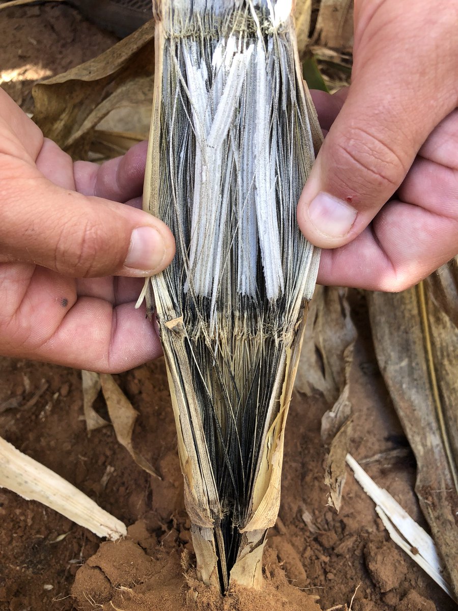 mlcwoodward's tweet photo. When you start your morning off seeing #smut, you know it’s going to be a good day. A little #Macrophomina and #Fusarium #EarRot was just an added bonus! What a great #mycologyMonday #cornyjokes #plantpathology https://t.co/7w4IukrSrU