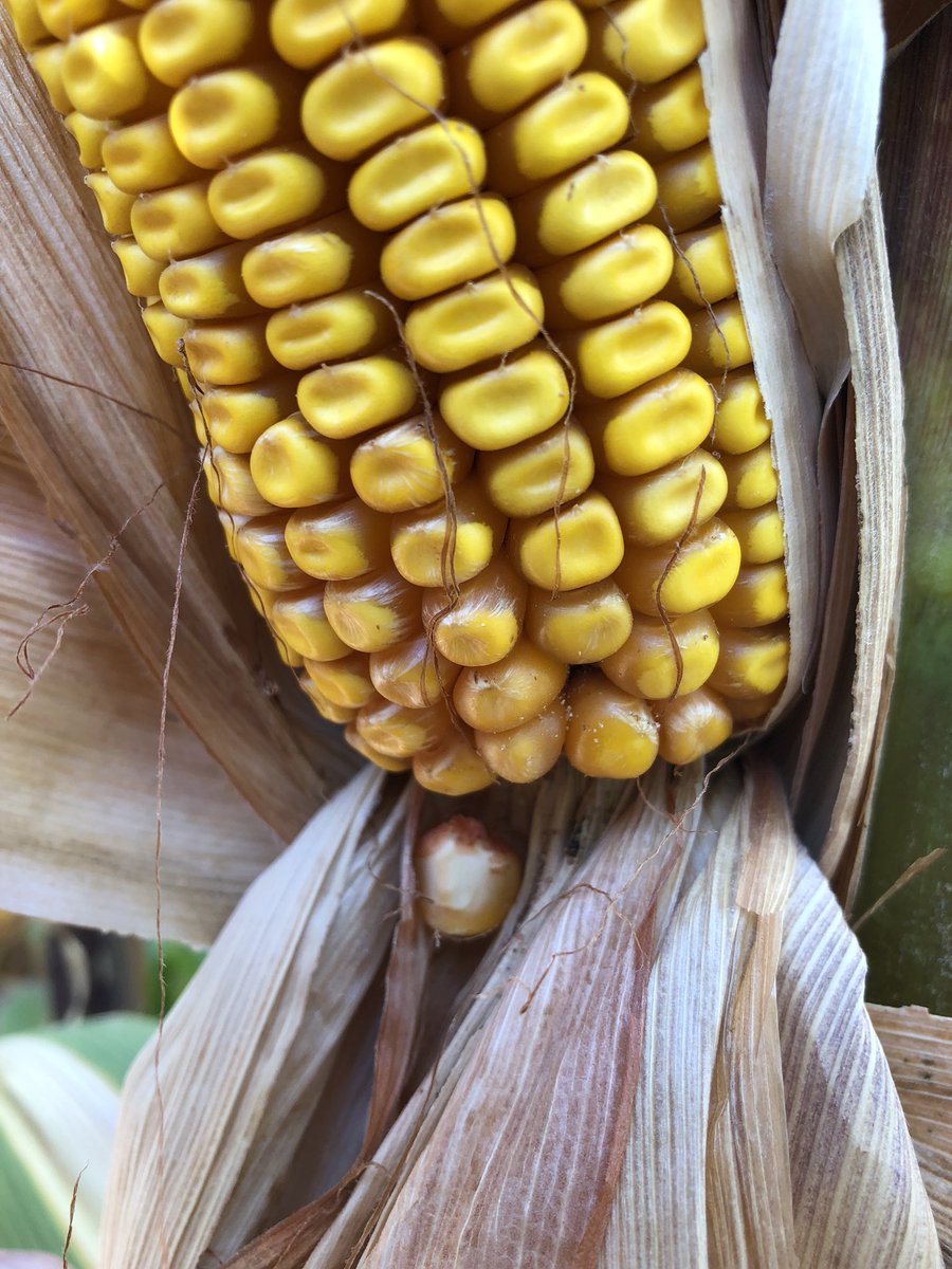 mlcwoodward's tweet photo. When you start your morning off seeing #smut, you know it’s going to be a good day. A little #Macrophomina and #Fusarium #EarRot was just an added bonus! What a great #mycologyMonday #cornyjokes #plantpathology https://t.co/7w4IukrSrU