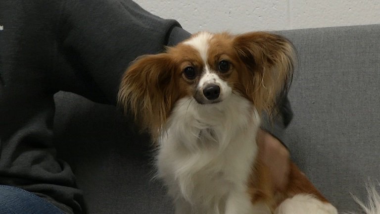 ShawTVSaskatoon's tweet photo. In this week’s Paws for Thought we meet Sugar, a dog with ears that have to be seen to believed and Matcha, a sweet kitten who doesn’t let her inability to hear slow her down. Both are available for adoption at the @SaskatoonSPCA. https://t.co/iIJ05Lt6Hw https://t.co/pKXJql5MJ5