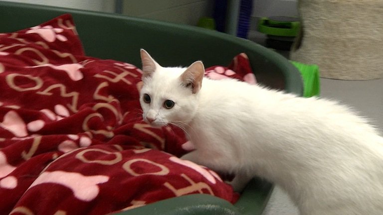 ShawTVSaskatoon's tweet photo. In this week’s Paws for Thought we meet Sugar, a dog with ears that have to be seen to believed and Matcha, a sweet kitten who doesn’t let her inability to hear slow her down. Both are available for adoption at the @SaskatoonSPCA. https://t.co/iIJ05Lt6Hw https://t.co/pKXJql5MJ5