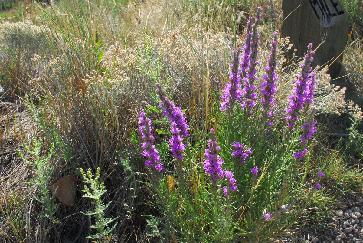 SandCreekGrnwy's tweet photo. Here's some beauty from our @SandCreekGrnwy at @BluffLake from this morning's walk with @StapletonWalks @walk2connect. Why not get out this week and #walk? https://t.co/zjCdRN7NY8