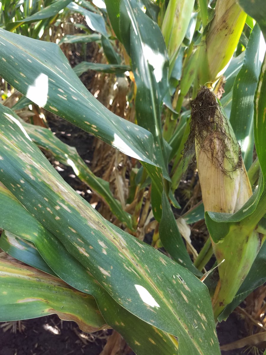 agronomist_Evan's tweet image. Still field scouting @linncoop. The effects of #grayleafspot are real! It's too early for leaves above the ear to be drying up! Fungicide applications looking like BIG winners this year. #Grow18 #differencemaking