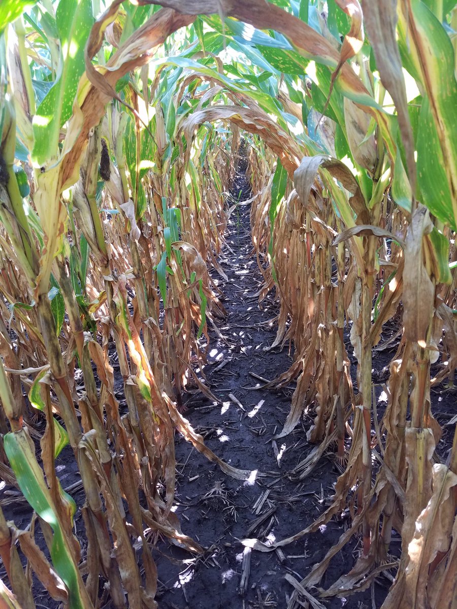 agronomist_Evan's tweet image. Still field scouting @linncoop. The effects of #grayleafspot are real! It's too early for leaves above the ear to be drying up! Fungicide applications looking like BIG winners this year. #Grow18 #differencemaking