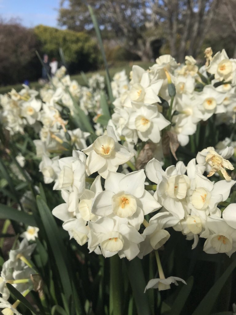 Spring has sprung when Paperwhites start to flower. Narcissus papyraceus native to the Mediterranean but planted worldwide. @BlueMtnsBG 
I believe the world falls into 2 camps. Those that love the fragrance like me, and those who absolutely hate it. Which are you?
#Amaryllidaceae