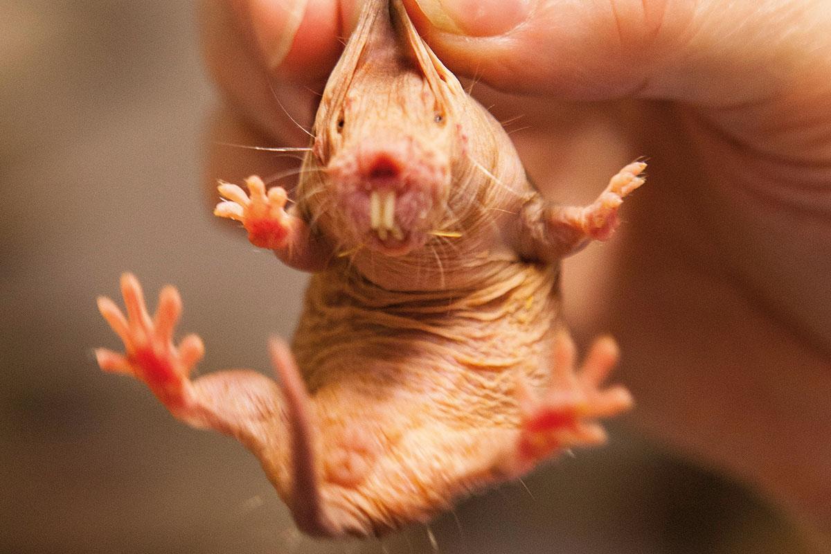 And naked mole rats