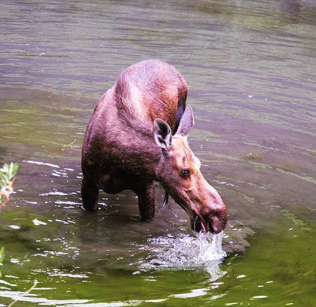 Moose on the Loose!  Of course, natural habitat! #Yellowstone #yellowstonenps #yellowstonenp #yellowstonepark  #yellowstonelife @yellowstonenps #yellowstonenationalpark  #yellowstonevacation #yellowstoneriver  #yellowstoneforever #moose @national_park_ph… ift.tt/2MxTstu