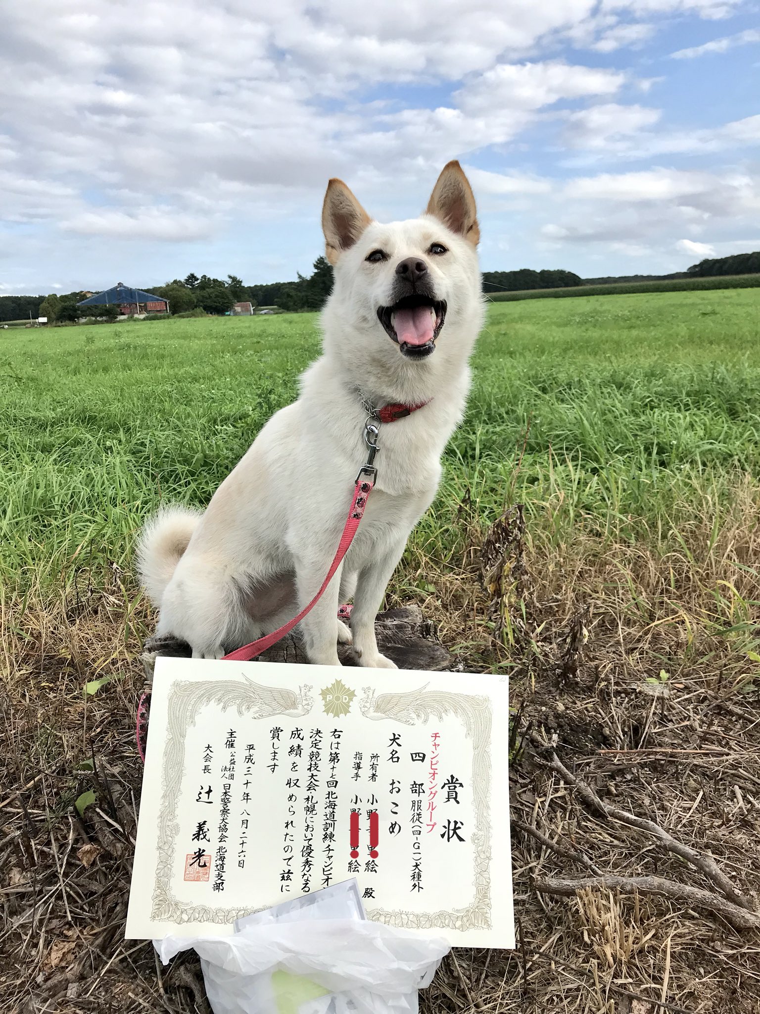 おこめ V Twitter でね 今回は 97 0点で チャンピオングループってのを貰ったのよー 18頭中5位だったのよねー あたしもやるわねーって思っちゃったので ちゃんとご挨拶きて来たわ 北海道訓練チャンピオン決定競技会 犬の学校 登別市 雑種犬 おこめちゃん おこめ V Twitter でね 今回は 97 0点で チャンピオングループってのを貰ったのよー 18頭中5位だったのよねー あたしもやるわねーって思っちゃったので ちゃんとご挨拶きて来たわ 北海道訓練チャンピオン決定競技会 犬の学校 登別市 雑種犬 おこめちゃん