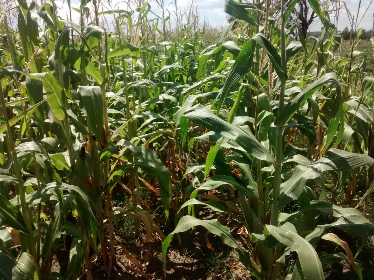 LuisAguilarMod3's tweet photo. Parcelas de San Bartolomé Hueyapan, Tepeaca, Puebla (25/08/2018). Sequía provocará pérdidas en cosechas superiores a 40%. El trabajo dio resultado; aún con esas condiciones se tendrá producción. #PROAGROCapacita #SAGARPA @ACCIMMYT @tcasaya @JorgeZertuche_ @mlopezs67 https://t.co/Pt3EcFbvWN