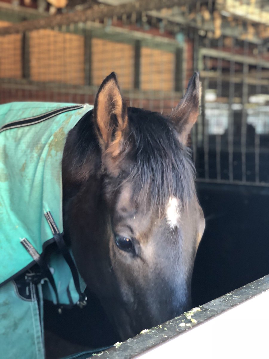 AujardRohan's tweet photo. Our striking All Too Hard filly with her her head in the feed bin this morning #stillforsale #veryaffordable #qualityfilly @MaluaRacing https://t.co/Fwd1DolIx8