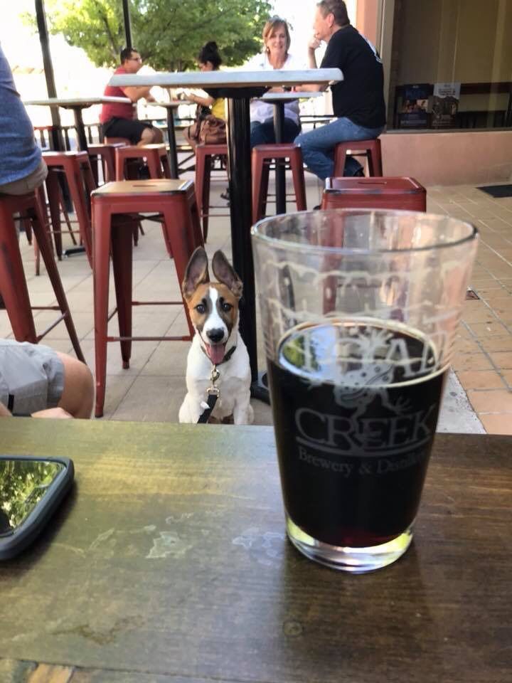 toad_lc's tweet image. Begging: Not bad manners, just good beer #atthetoad #daydrinking #bringyourpups #lascruces