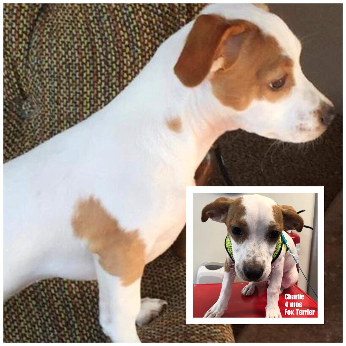 Charlie needs a foster!