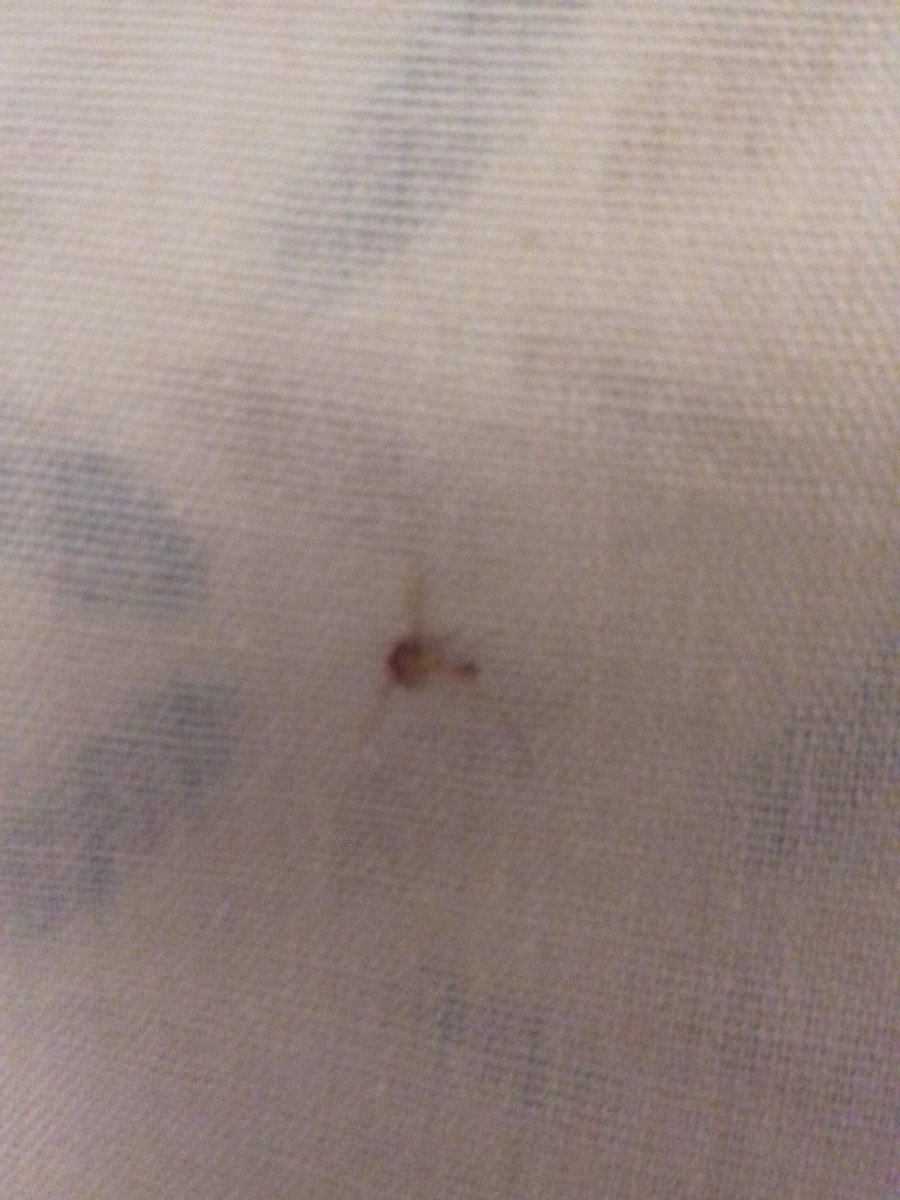 SL SIayer tweet media