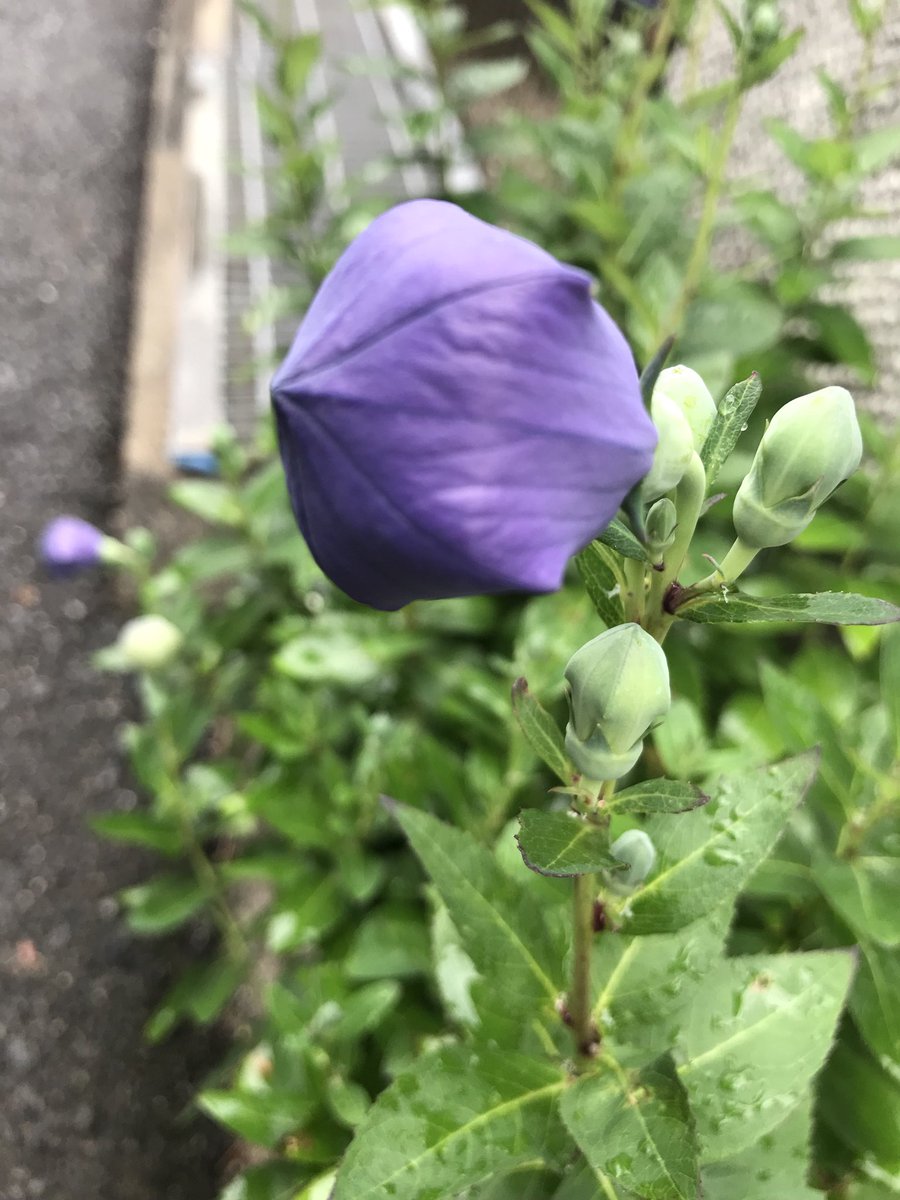 株式会社リフラ おはようございます 8月28日の誕生花 キキョウ 花言葉は 永遠の愛 誠実 清楚 従順 T Co Glzuktolq0 奈良県桜井市 花屋 リフラ 生花卸し 生花オークション ダッチオークション T Co 7xvhsw9xif