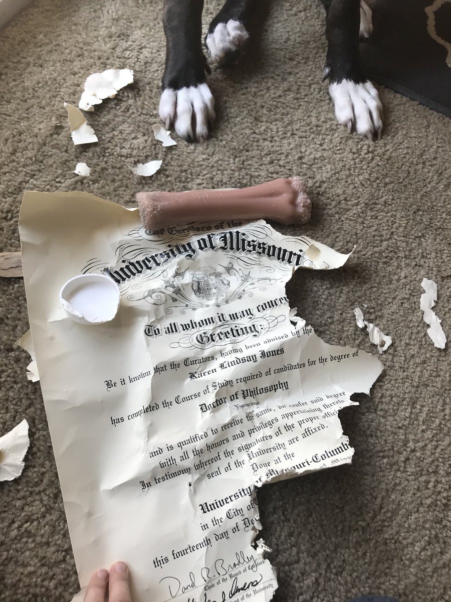 Forget the excuse of your dog eating your homework. My dog ate my PhD. #baddog #sciotothedog #Mizzou #Neuroscience