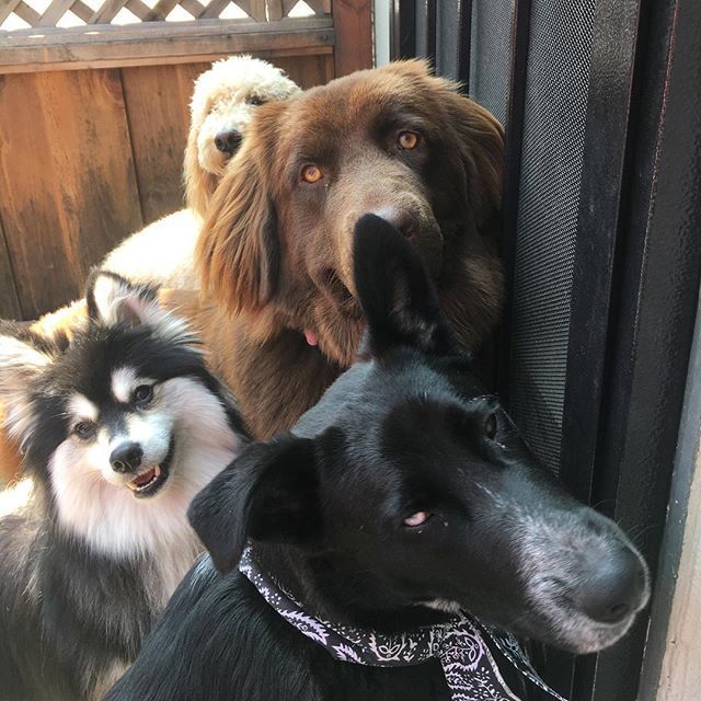 PetSitting2Dmax's tweet photo. A little late to the party...let us in!
#happydogday #pomsky #doodles #goldendoodles #blacklabmix #bordercolliemix #newfie #newfiesofinstagram #dogs #puppiesofinstagram #pomskytheo #doggydaycare #dogofsummer #newfiedoodle https://t.co/2P4Y9SBLM7 https://t.co/zLWStX6tPk