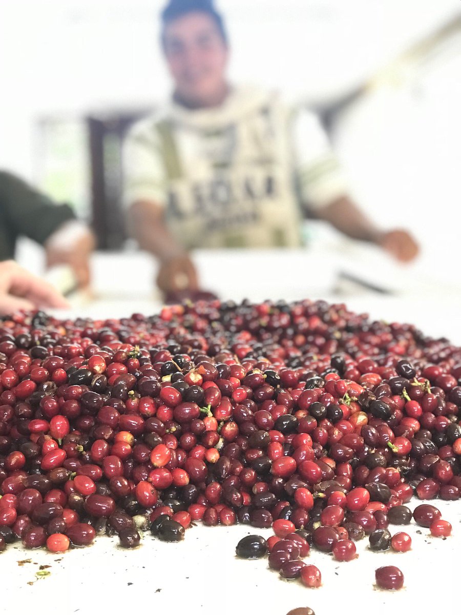 Bird Rock Coffee tweet media