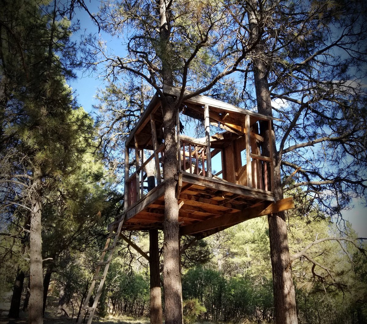 own_vacations's tweet photo. Came across this old treehouse while exploring trails in Pagosa 😍 #PagosaSprings #getoutside #hiking #Colorado #vacation #explore https://t.co/jEdK6Ywlj9