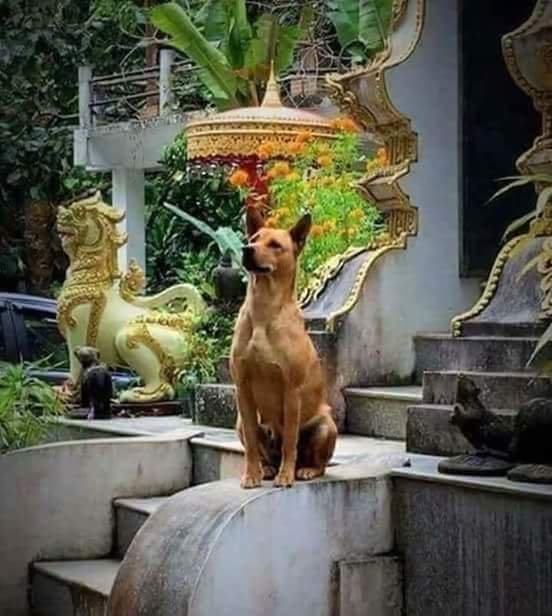 ေဒၚစု ေနအိမ္အက်ယ္ခ်ဳပ္က
လြတ္ၿပီးတဲ့အခ်ိန္ ေျပာပါေသးတယ္
ဗမာ့တပ္မေတာ္က ေဖေဖေမြးထုတ္ေပးထားတာဆိုတာေလ
ျမန္မာ့တပ္မေတာ္ကပဲ သူ႔အစ္ကိုလိုလို
ျမန္မာ့တပ္မေတာ္ကပဲ
မိုက္ကယ္လ္ အဲရစ္ရဲ႕ေယာက္ဖလိုလို
ကဲ အခုၾကည့္ !ေစာက္တစ္လြဲေတြ လုပ္ေနၿပီ
အသက္ႀကီးလို႔ ေၾကာင္သြားတာပဲျဖစ္မယ္ဗ်
ေစာက္ဆိတ္ႀကီးကဝင္ေသးဗ်