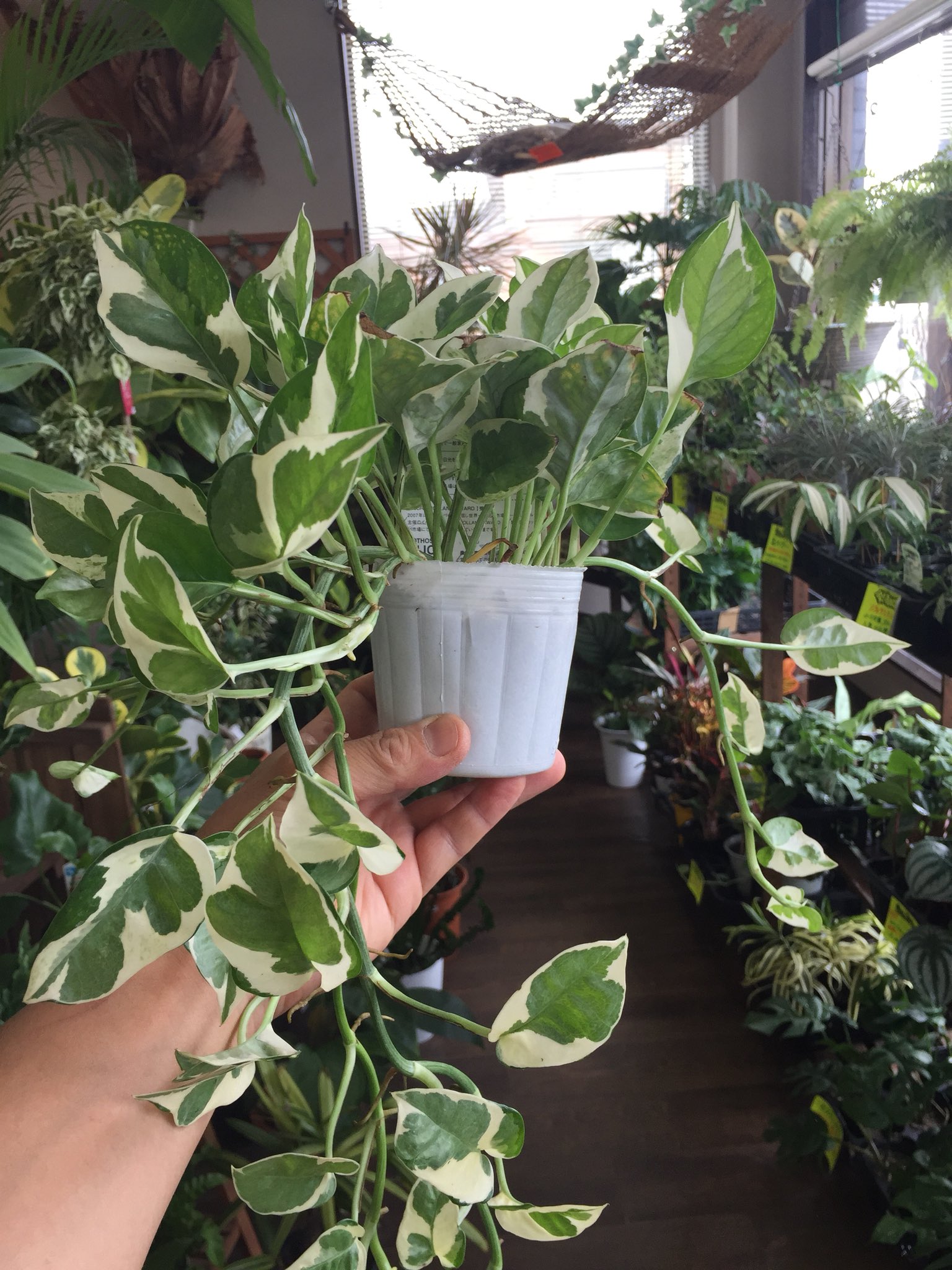 Uzivatel ファニープランツ Na Twitteru 今なら すでに長いポトスエンジョイあります ハンギングにもいいですね Funnyplants 小山市 観葉植物専門店 ポトスエンジョイ ハンギング Uzivatel ファニープランツ Na Twitteru 今なら すでに長いポトスエンジョイあります ハンギングにもいいですね Funnyplants 小山市 観葉植物専門店 ポトスエンジョイ ハンギング