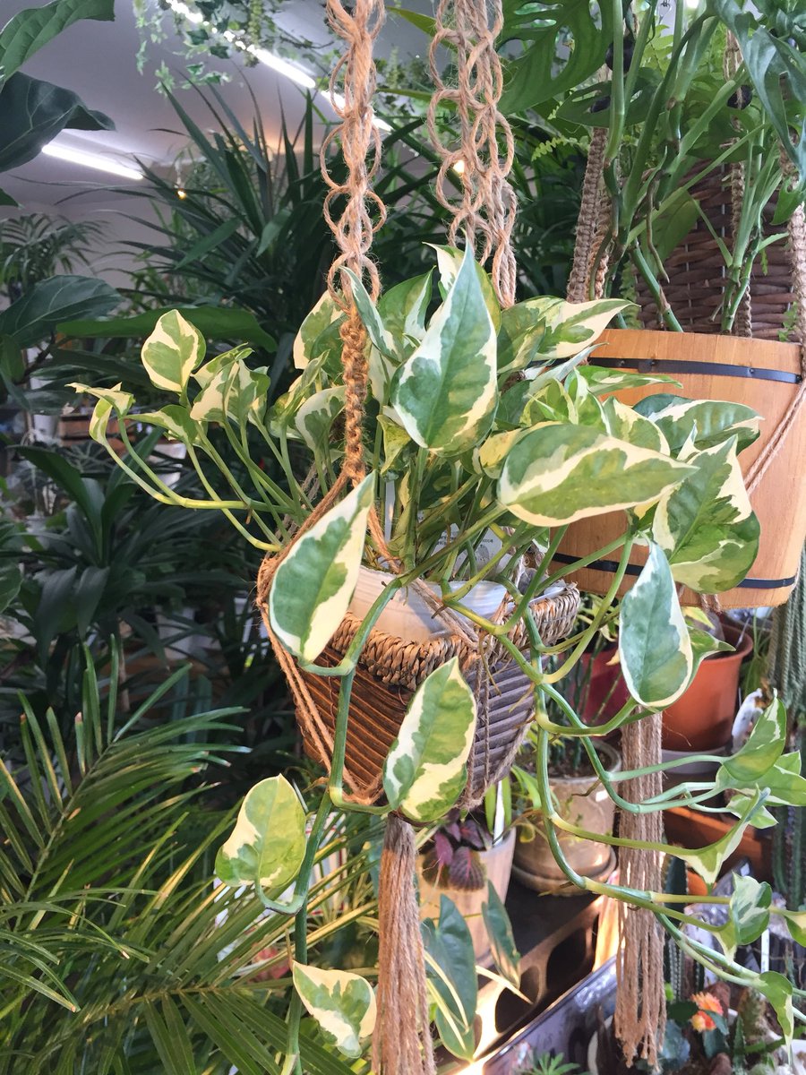 Uzivatel ファニープランツ Na Twitteru 今なら すでに長いポトスエンジョイあります ハンギングにもいいですね Funnyplants 小山市 観葉植物専門店 ポトスエンジョイ ハンギング Uzivatel ファニープランツ Na Twitteru 今なら すでに長いポトスエンジョイあります ハンギングにもいいですね Funnyplants 小山市 観葉植物専門店 ポトスエンジョイ ハンギング