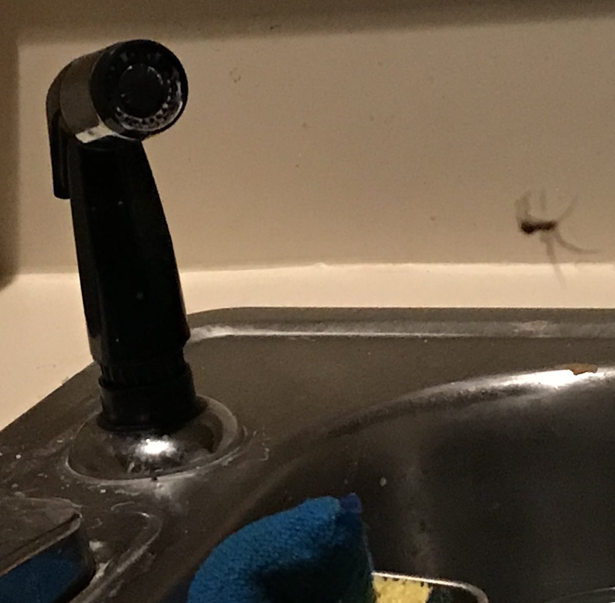 BrookeGittings's tweet photo. That awkward moment when you and a random spider meet at the water spout. #shouldItellhim https://t.co/mi7ssuJSsg