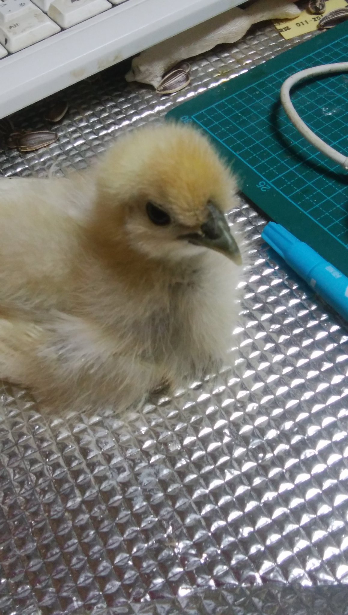 烏骨鶏 6月末に生まれた烏骨鶏のひよこ すこぶる元気なのだけど 8月末の現在も中ヒナどころかひよこのまま