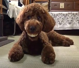 生き物にサンキューさん の最近のツイート 1 Whotwi グラフィカルtwitter分析 生き物にサンキューさん の最近のツイート 1 Whotwi グラフィカルtwitter分析