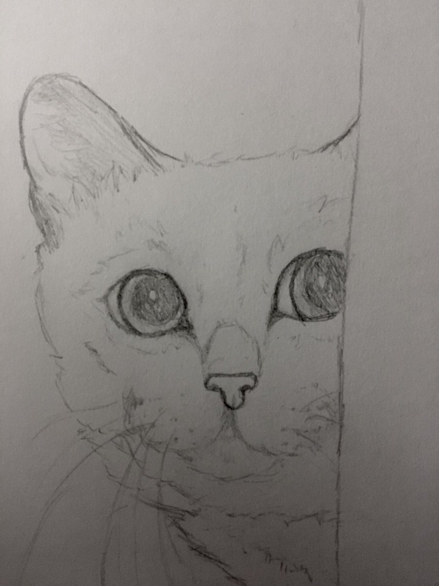 Peek a boo kitty. Drawn by me. #art #cats #warriors #warriorcats #sketches
