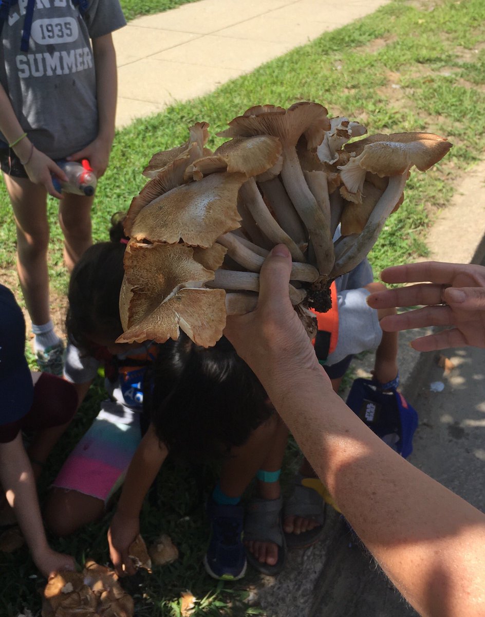 UrbanAdvSquad's tweet photo. Herbology Class was in session for our last day of #HerbologyandHarryPotter. Local forager April Thompson taught wizar—er, Squad members—to identify wild plants and how we can use them to heal and feed ourselves. It was a wonderful way to wrap #UASSummer2018 in wild, magical DC! https://t.co/MkVoDT60h4