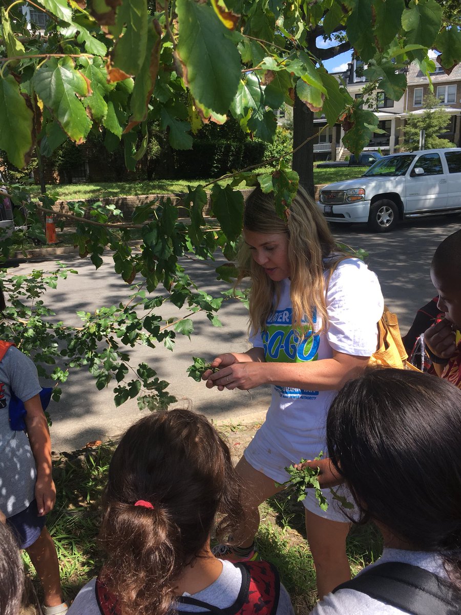UrbanAdvSquad's tweet photo. Herbology Class was in session for our last day of #HerbologyandHarryPotter. Local forager April Thompson taught wizar—er, Squad members—to identify wild plants and how we can use them to heal and feed ourselves. It was a wonderful way to wrap #UASSummer2018 in wild, magical DC! https://t.co/MkVoDT60h4