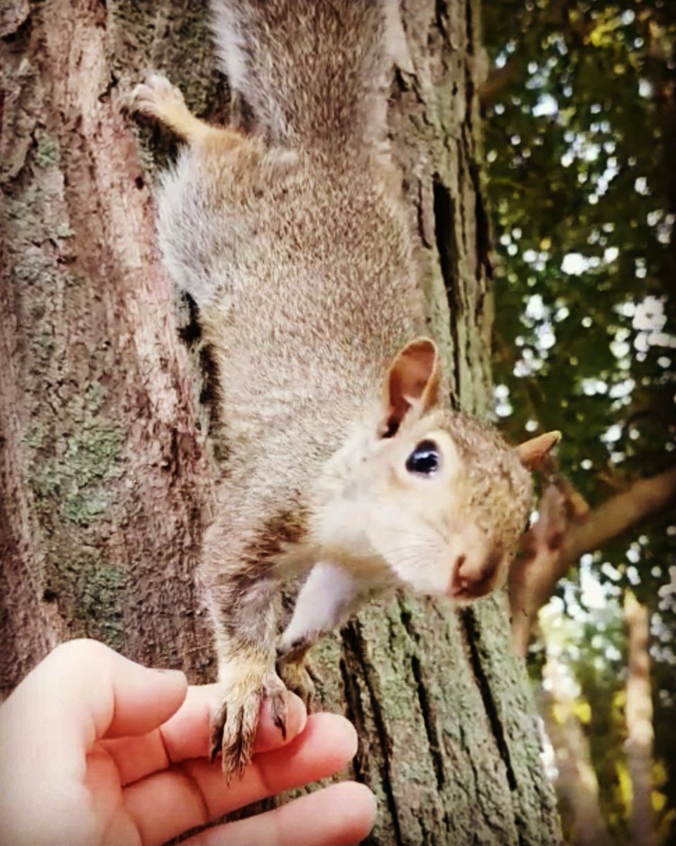 fuzzybamboo's tweet photo. #squirrel #cuteanimals 
I love my squirrel friend! https://t.co/T0RZhNa4yT