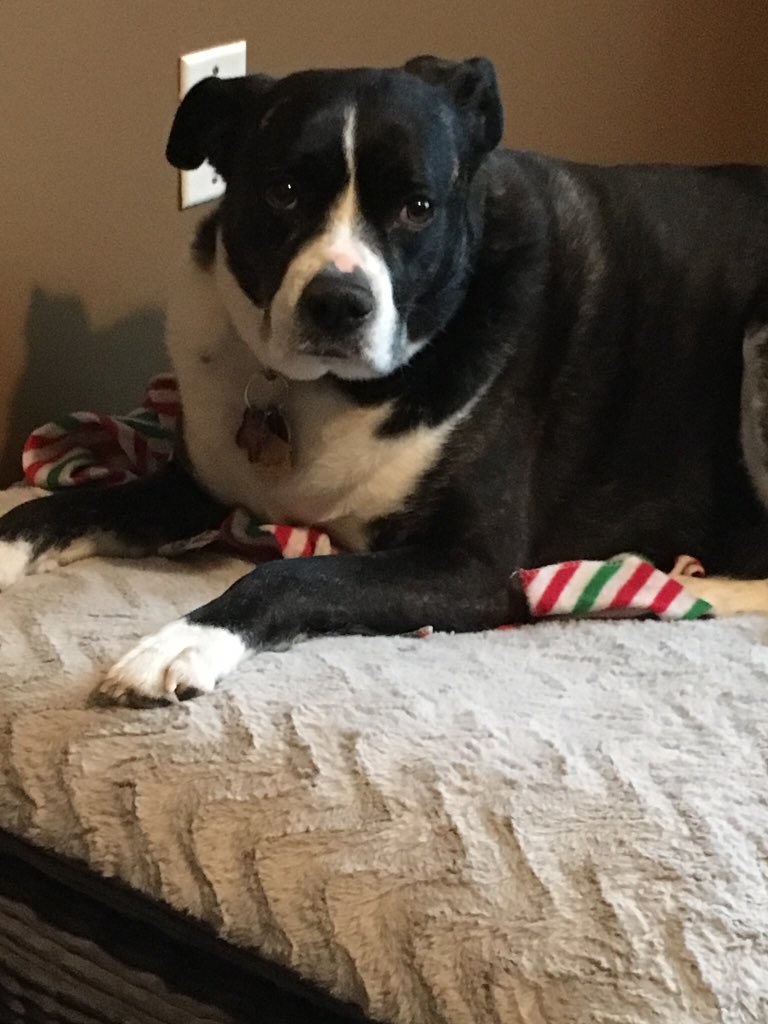 Lane Johnson on Twitter "Big Dogs gotta eat…