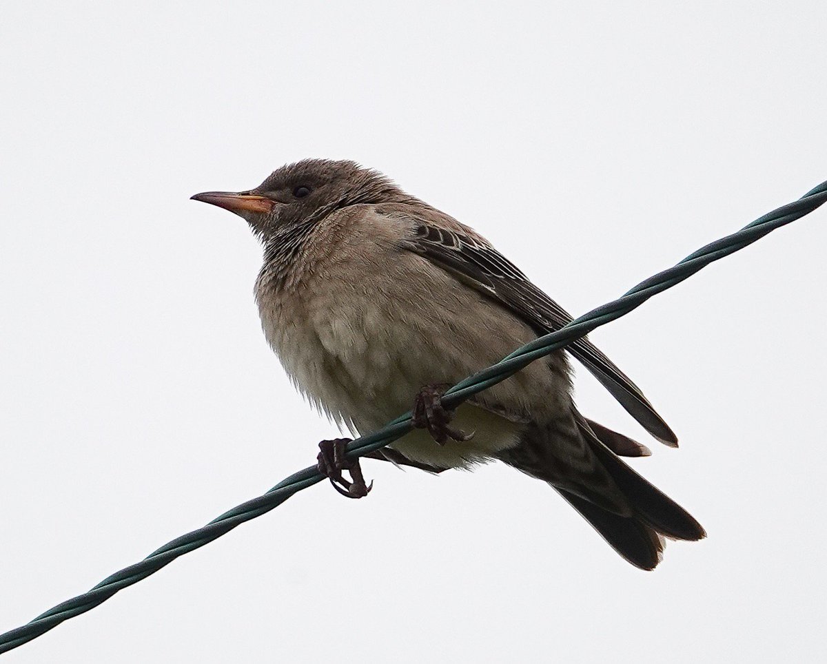 A slightly better one of the Rose-coloured Starling at Beesands this morning #Devon #RosyPastor #RosyStarling