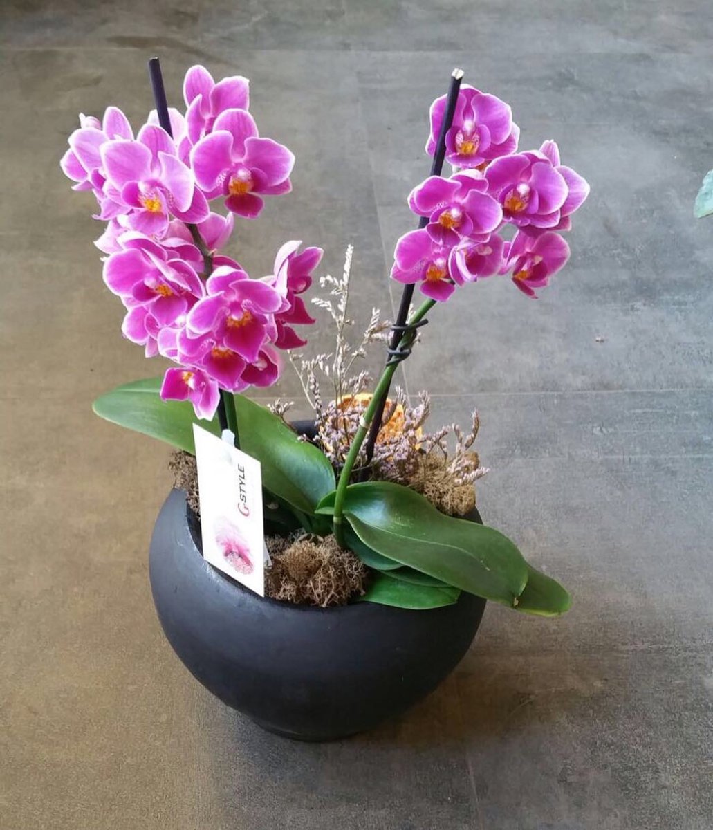 Bircecicekbursa Instagram Posts Photos And Videos Picuki Com