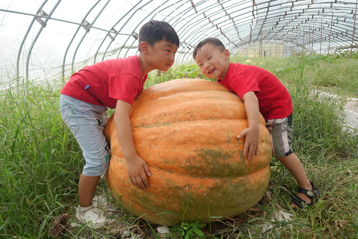 ChinaDaily's tweet image. Specimen from space: Seeds used to breed the pumpkin weighing 180 kgs in Fuyang, Anhui province had traveled into space.